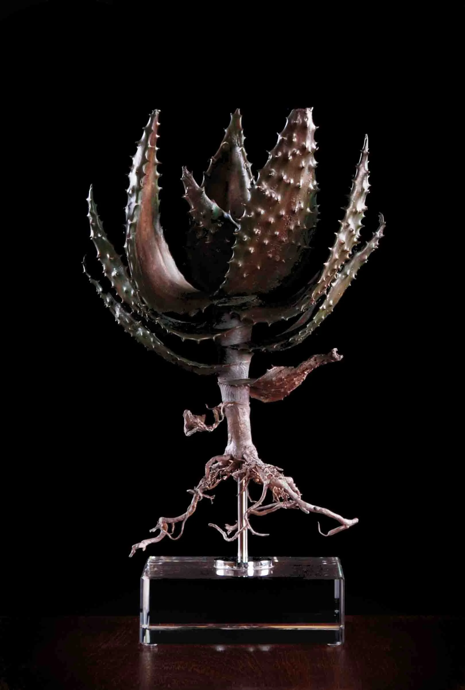 Aloe spectabilis