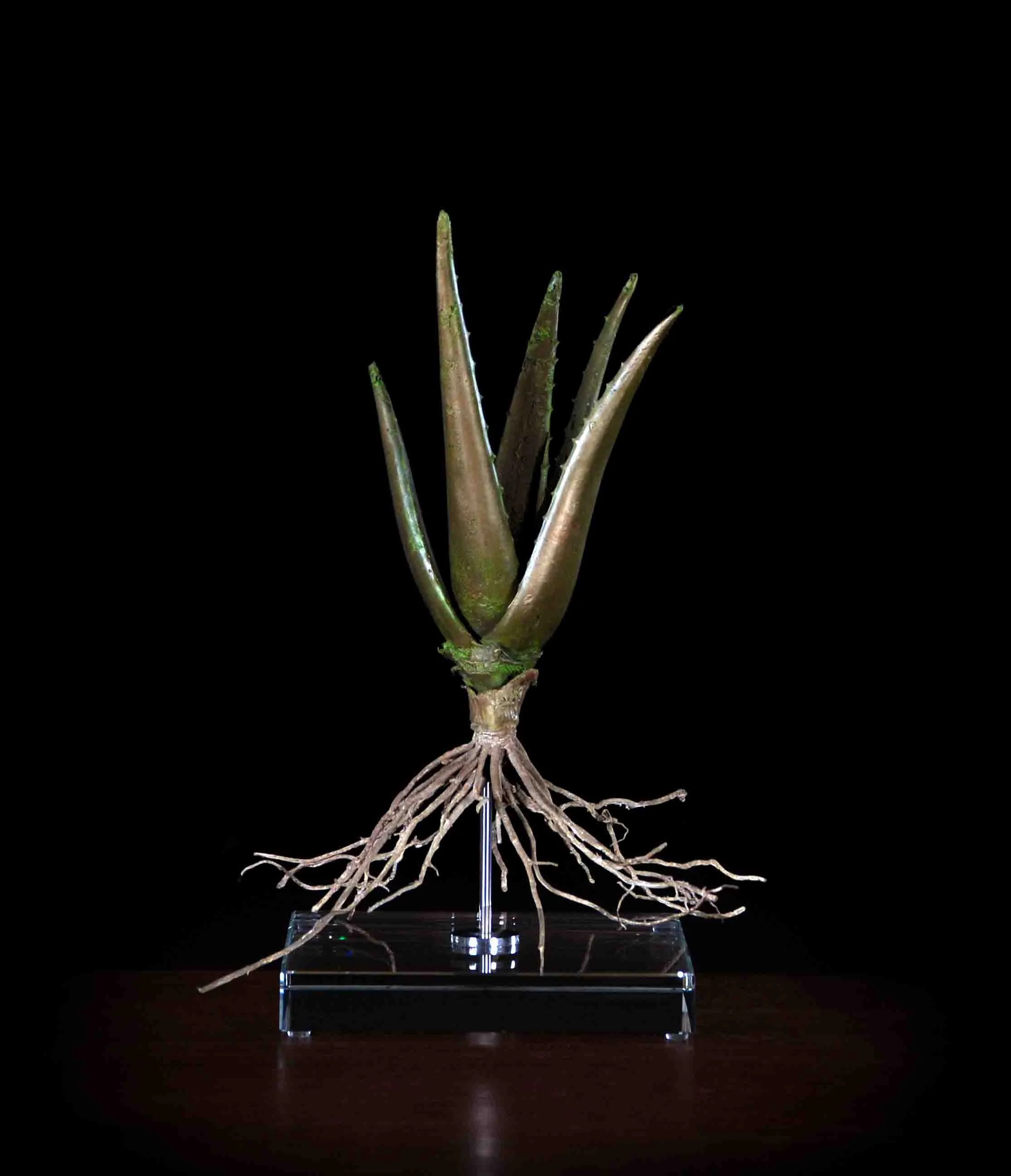 Aloe vera