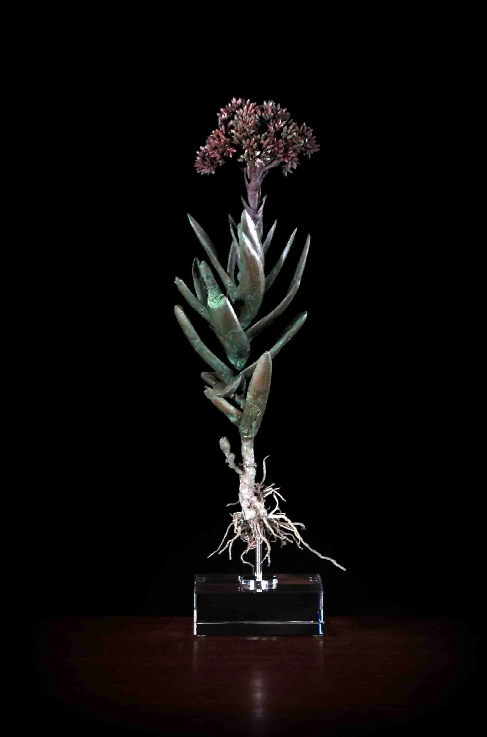 Crassula falcata