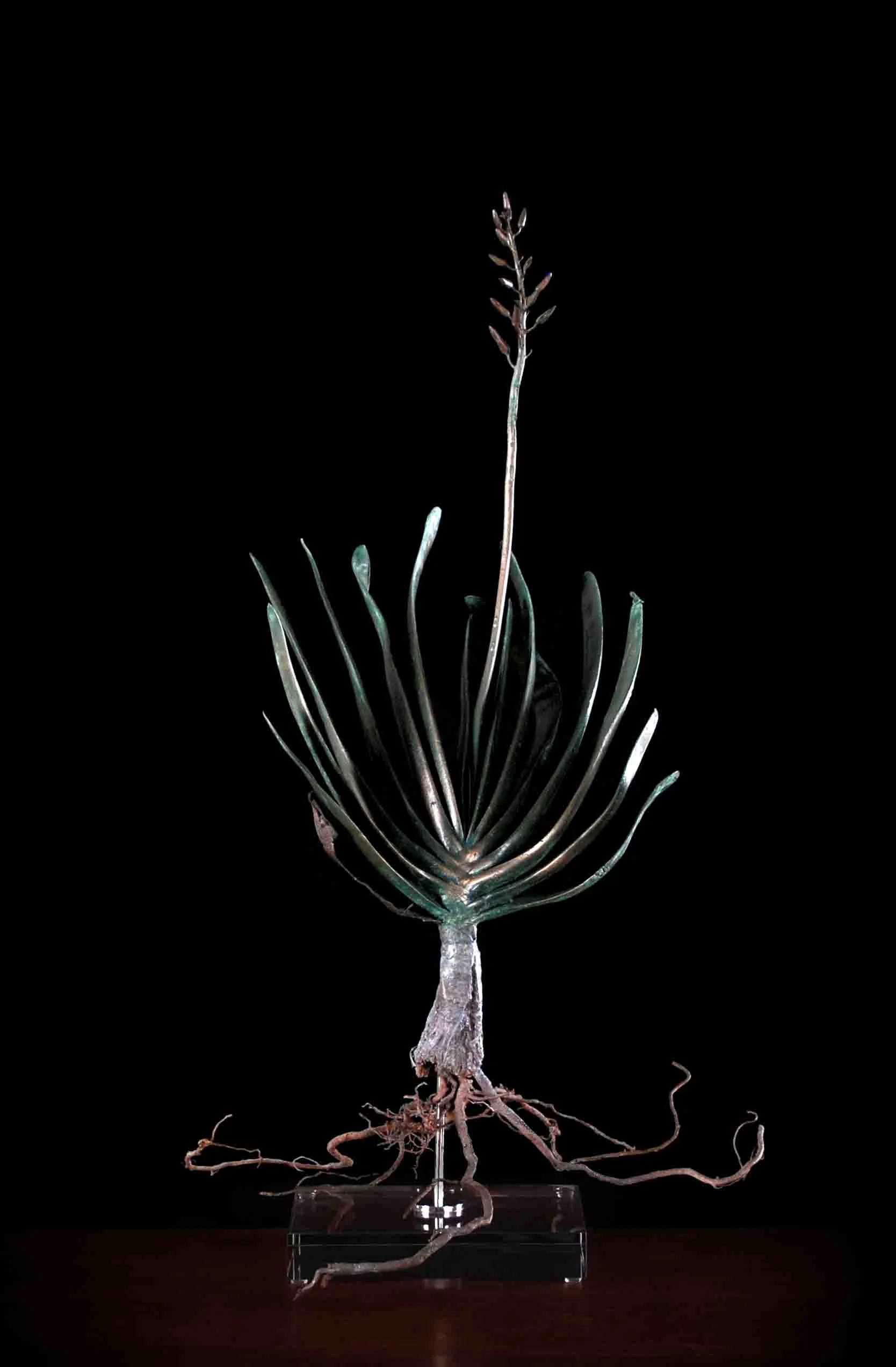 Aloe plicatilis (fan aloe)