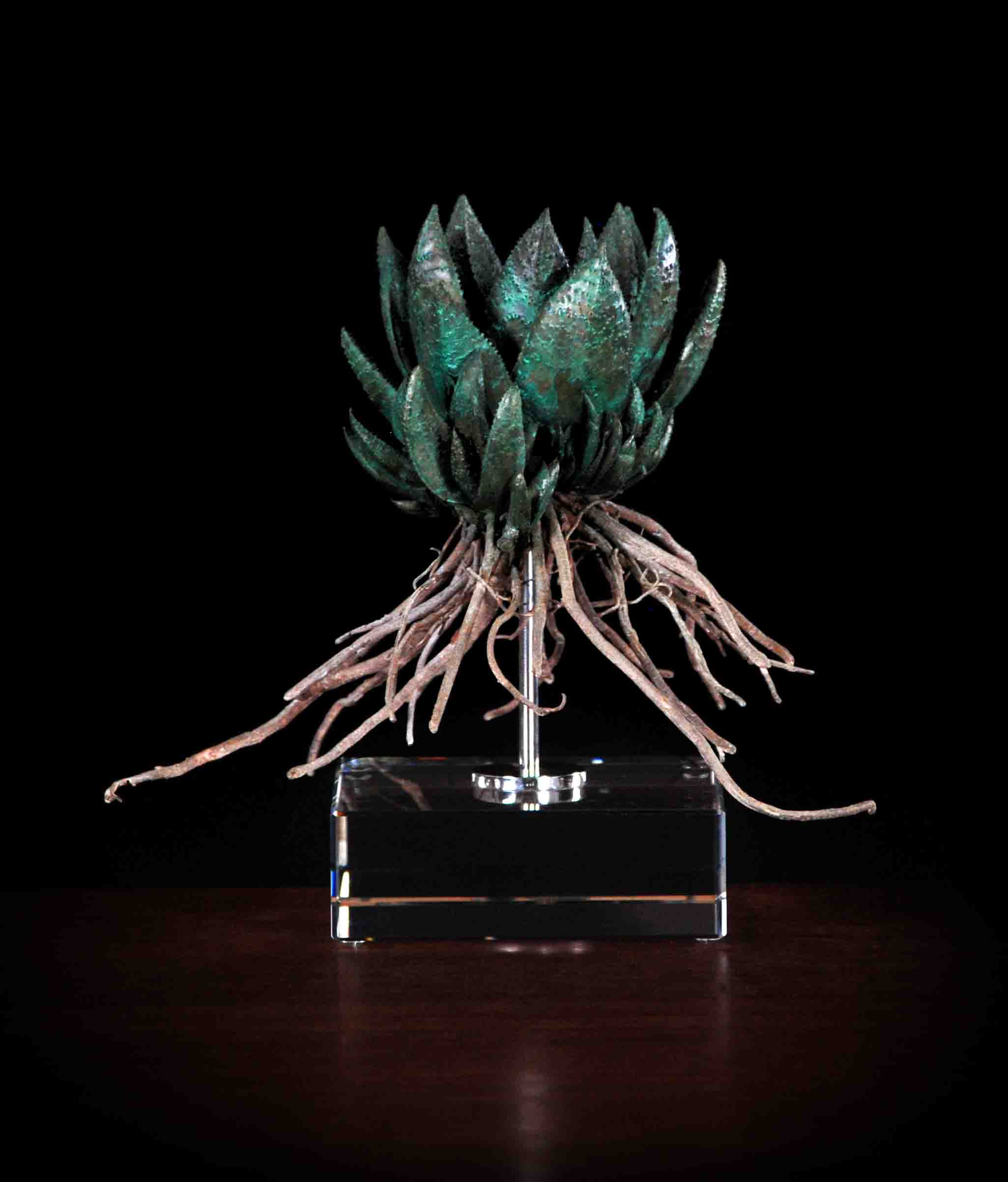 Gasteria