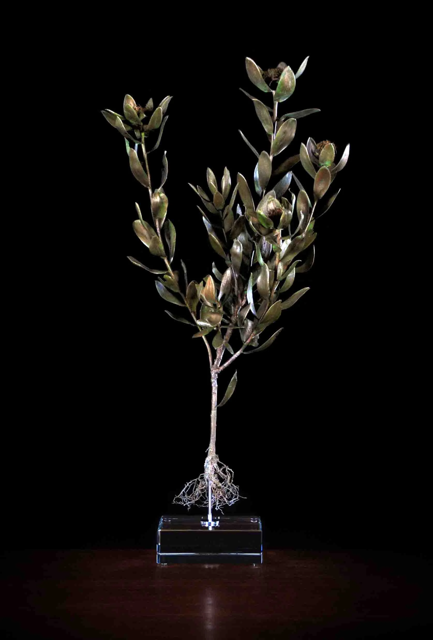 Leucodendron tinctum