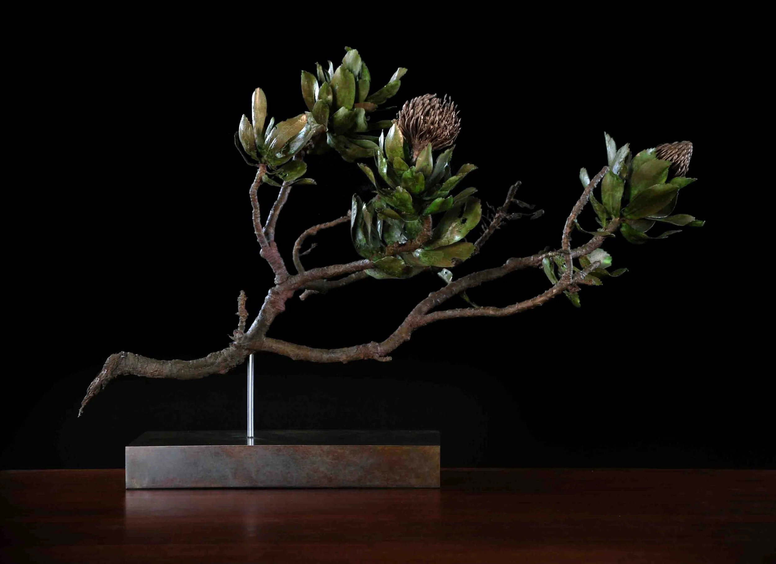 Leucospermum conocarpadendron