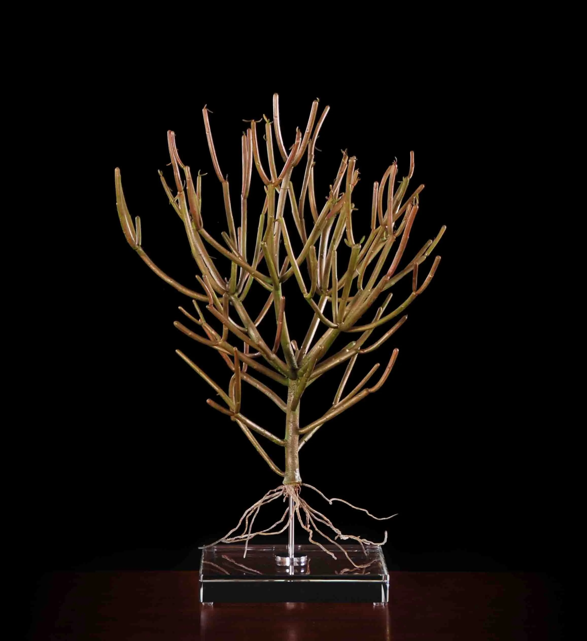 Euphorbia tirucalli