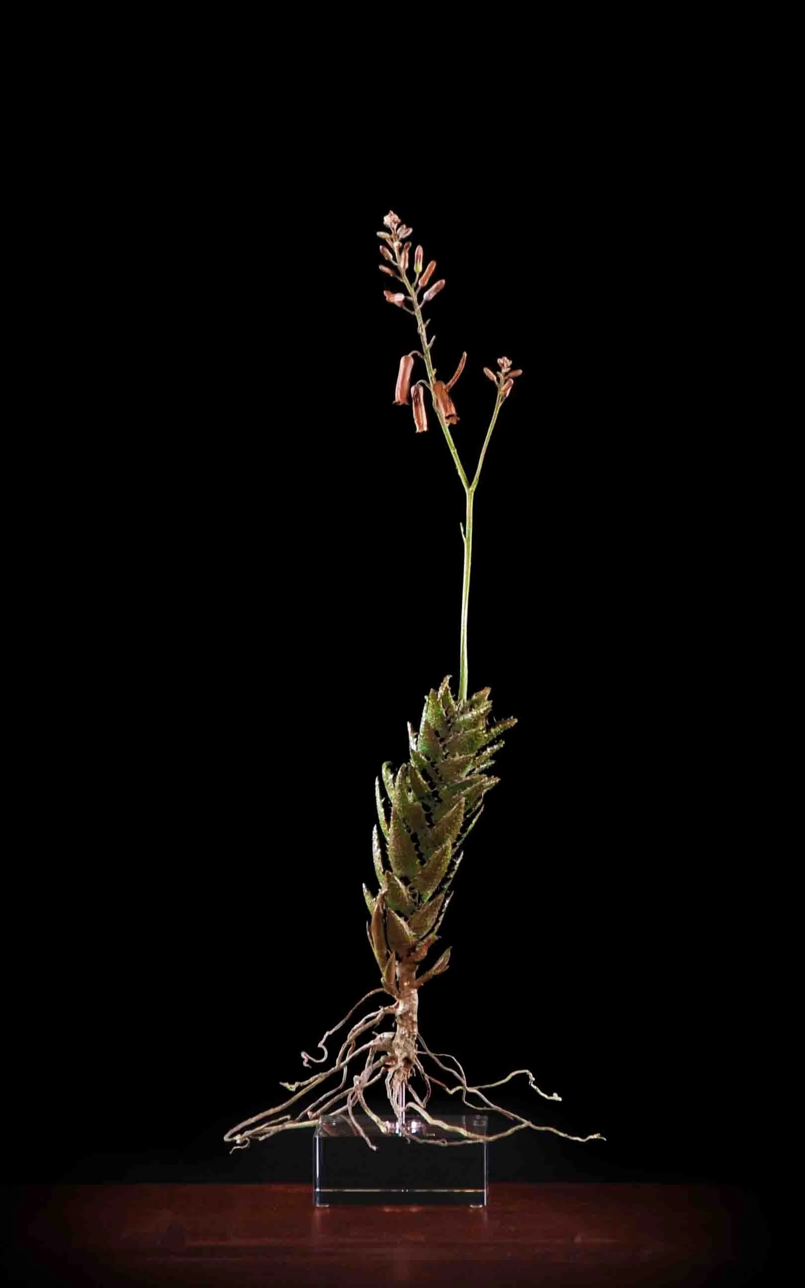 Aloe juvenna