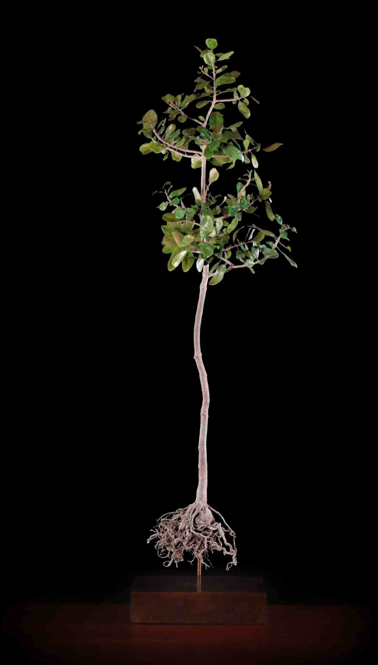 Sideroxylon inerme