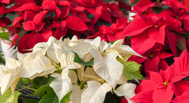 Poinsettas.PNG