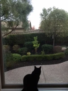 My kitty, The Jazz, in a contemplative pose.