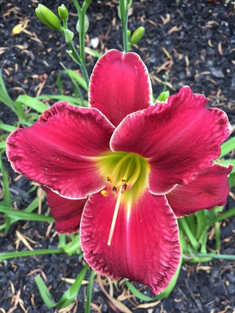 My Daylily