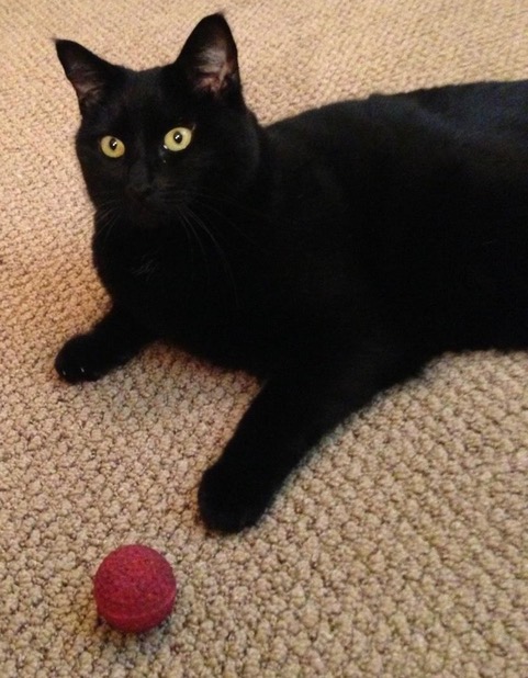 Jazz and the spongey, little red ball