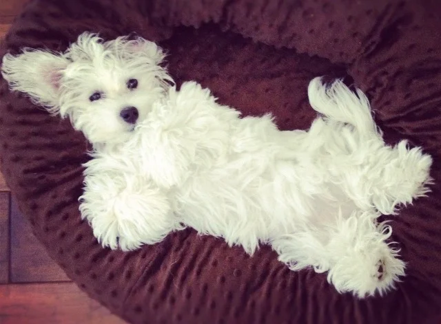 BUTTERS
