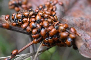 Ladybugs