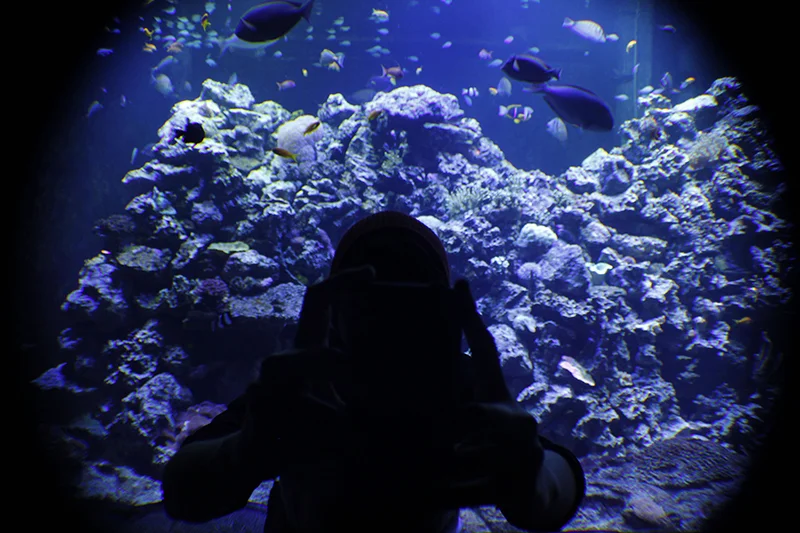 Camera Fight in an Aquarium