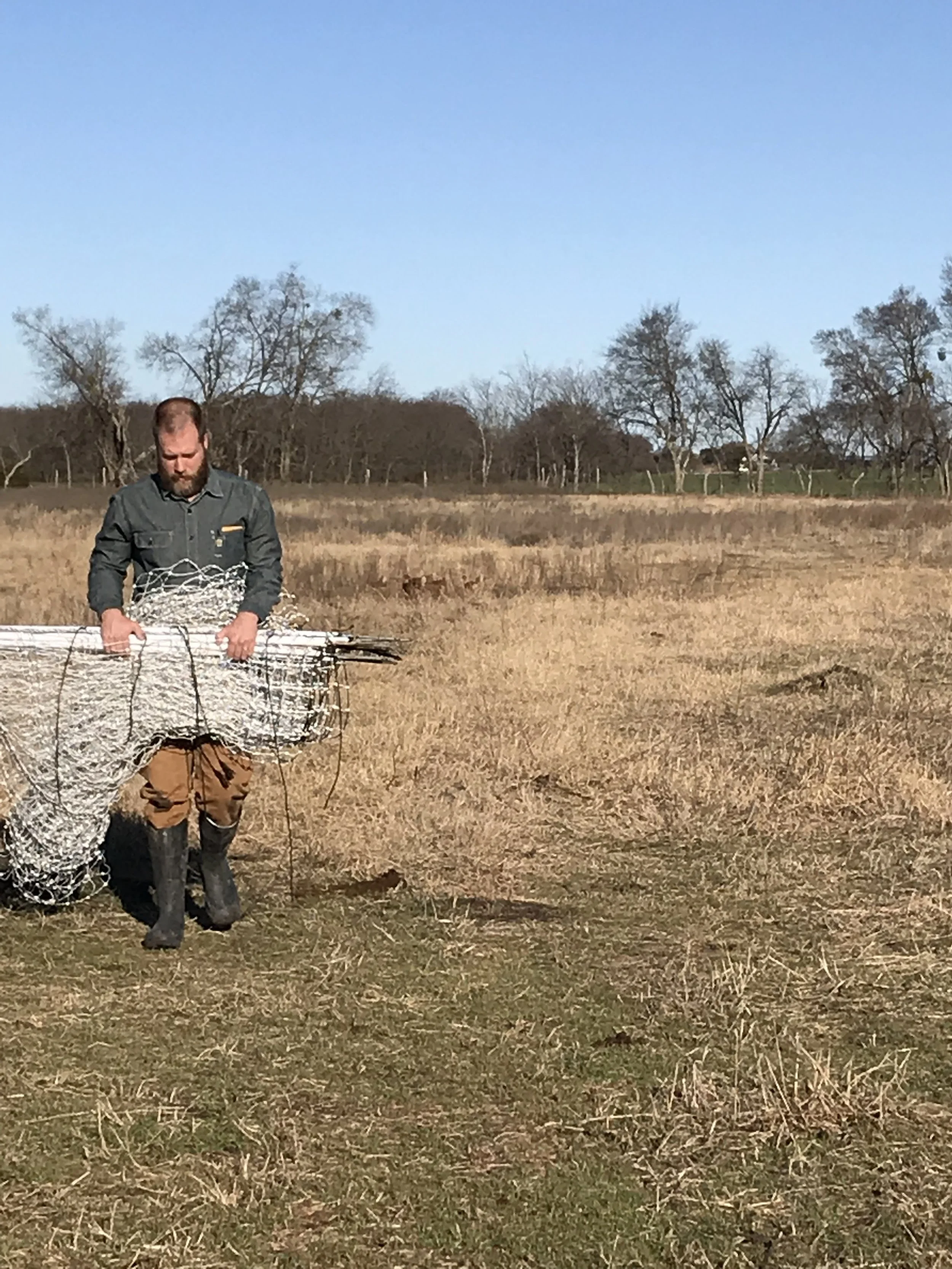 Todd moving the electric netting that protects our laying hens from predators, while still allowing them the freedom to be out on pasture.