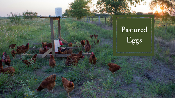PasturedEggs.png