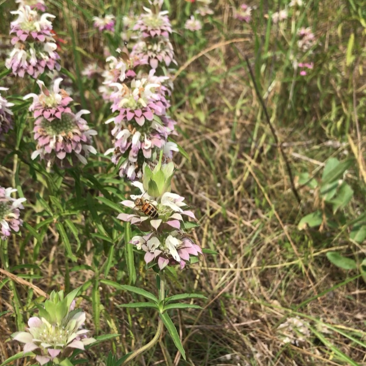 I wish you could have heard the buzzing from all the bees that were around when I took this photo!