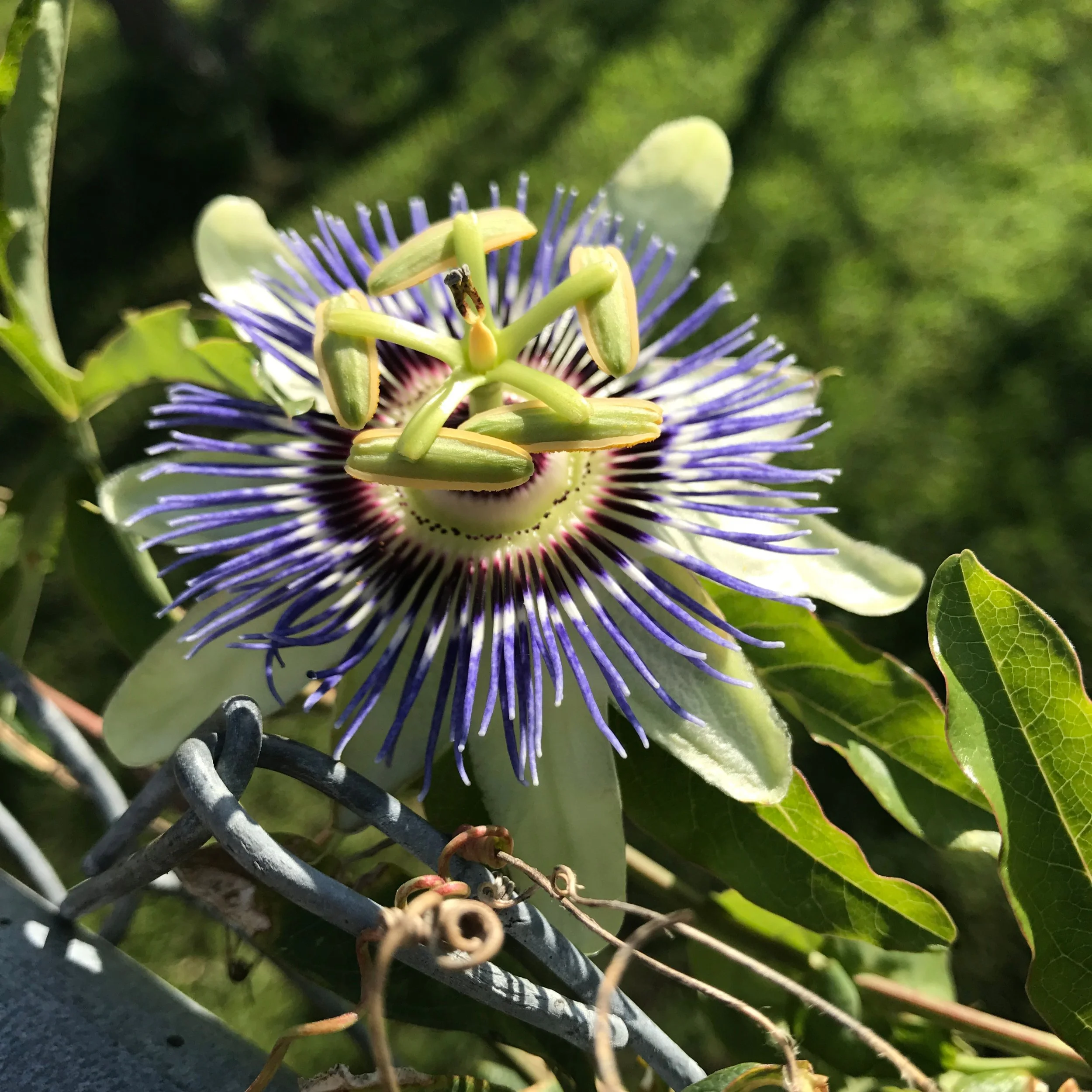 passion+vine+host+plant+Fritillary+butterfly.jpg