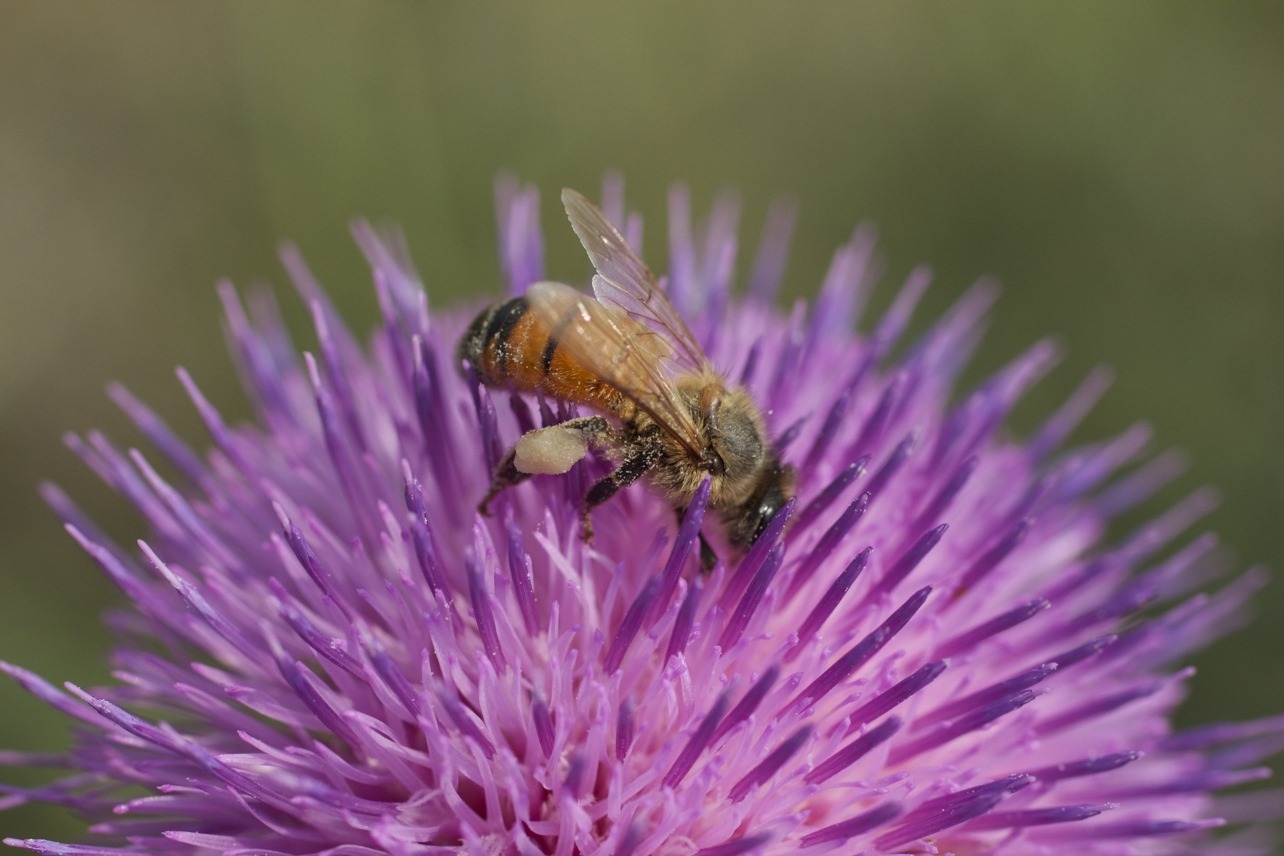 bee on a thistle.jpg