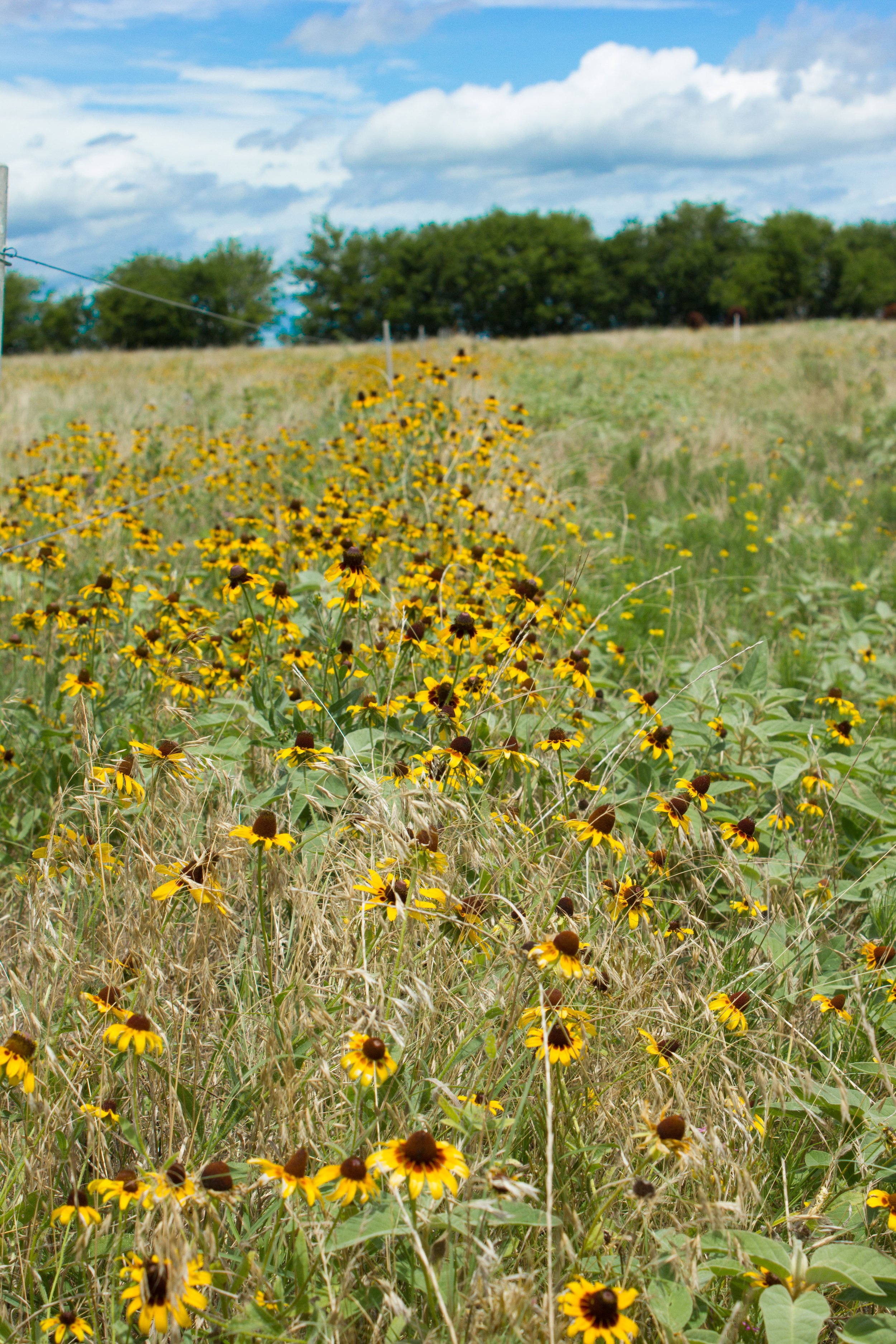 brown eyed susan regenerative pasture.jpg