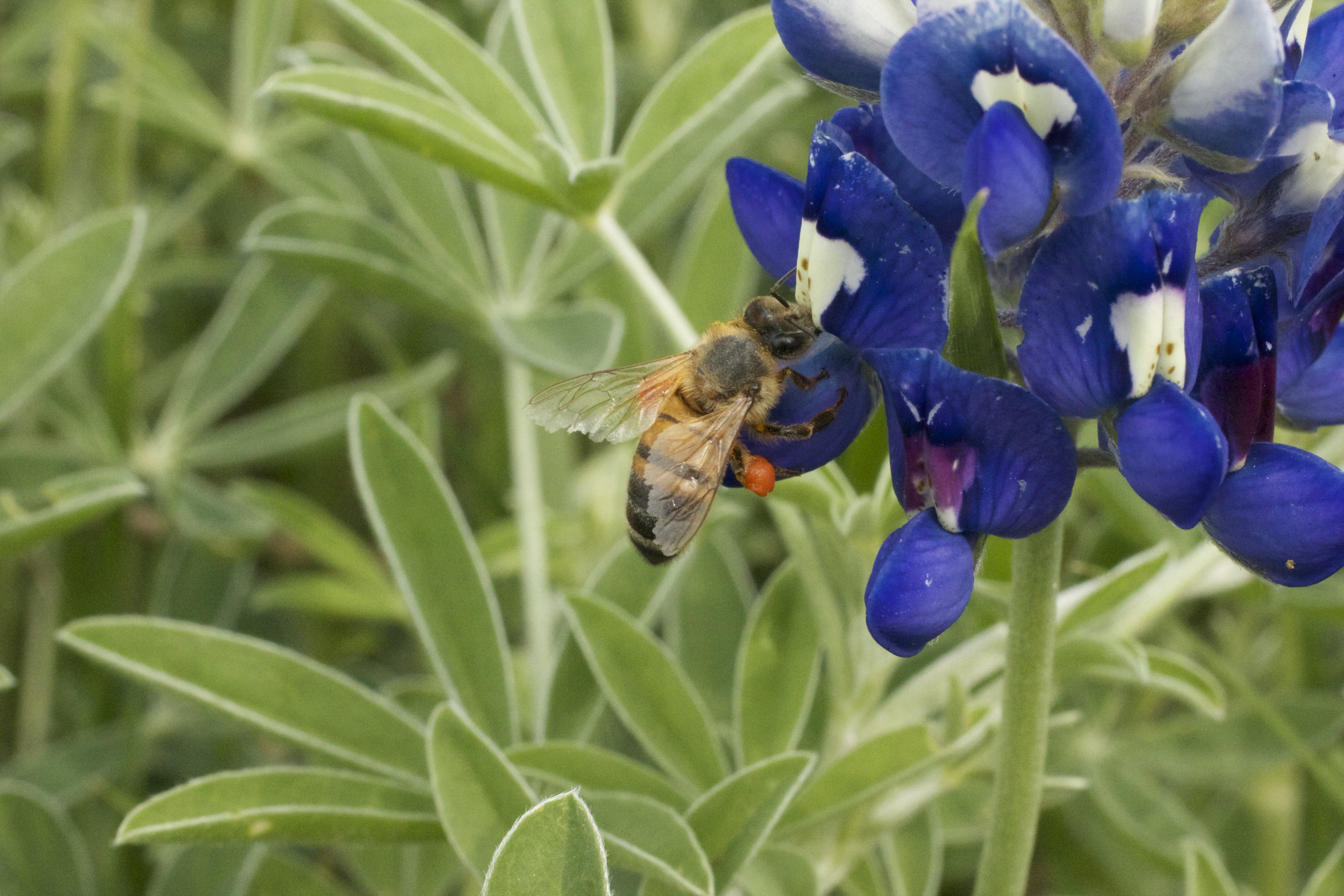 honey bee on a bluebonnet.jpg
