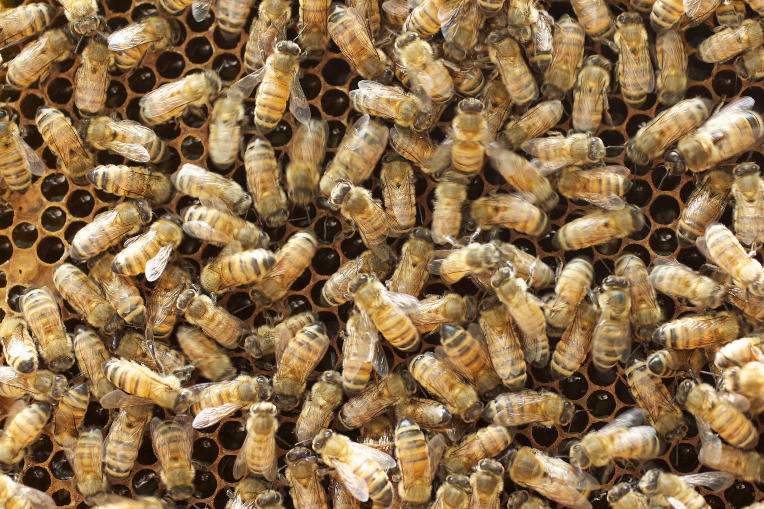 honey bees up close.jpg