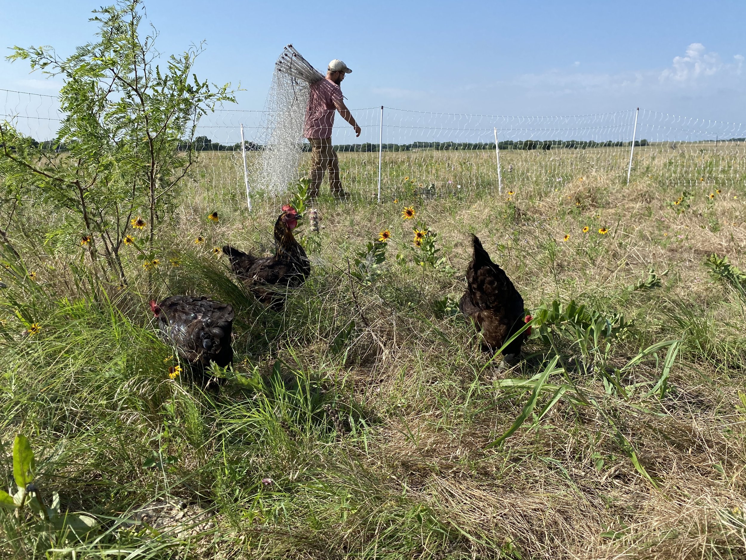 pasture raised eggs foraging electric netting.jpg