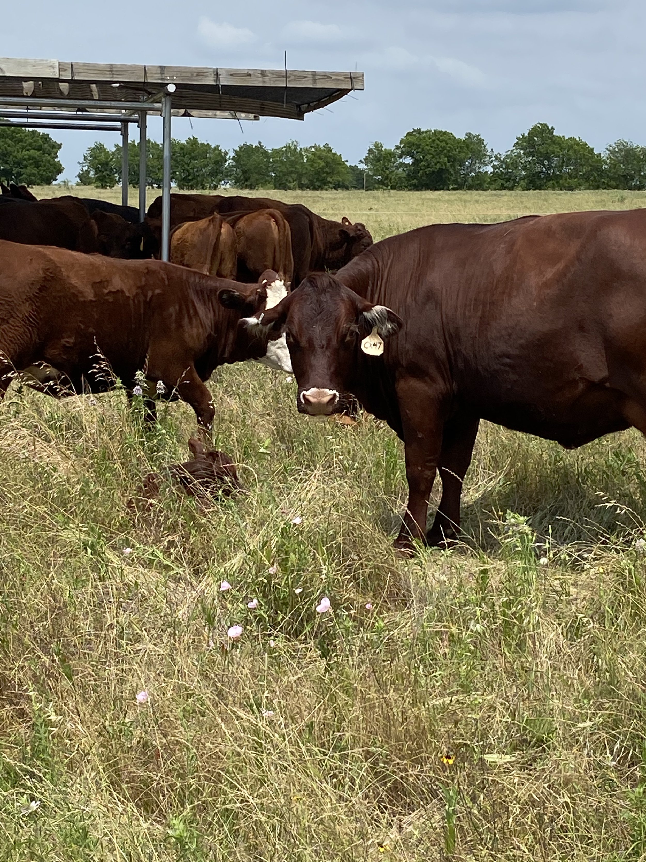 cattle with calf by shade canopy.jpg