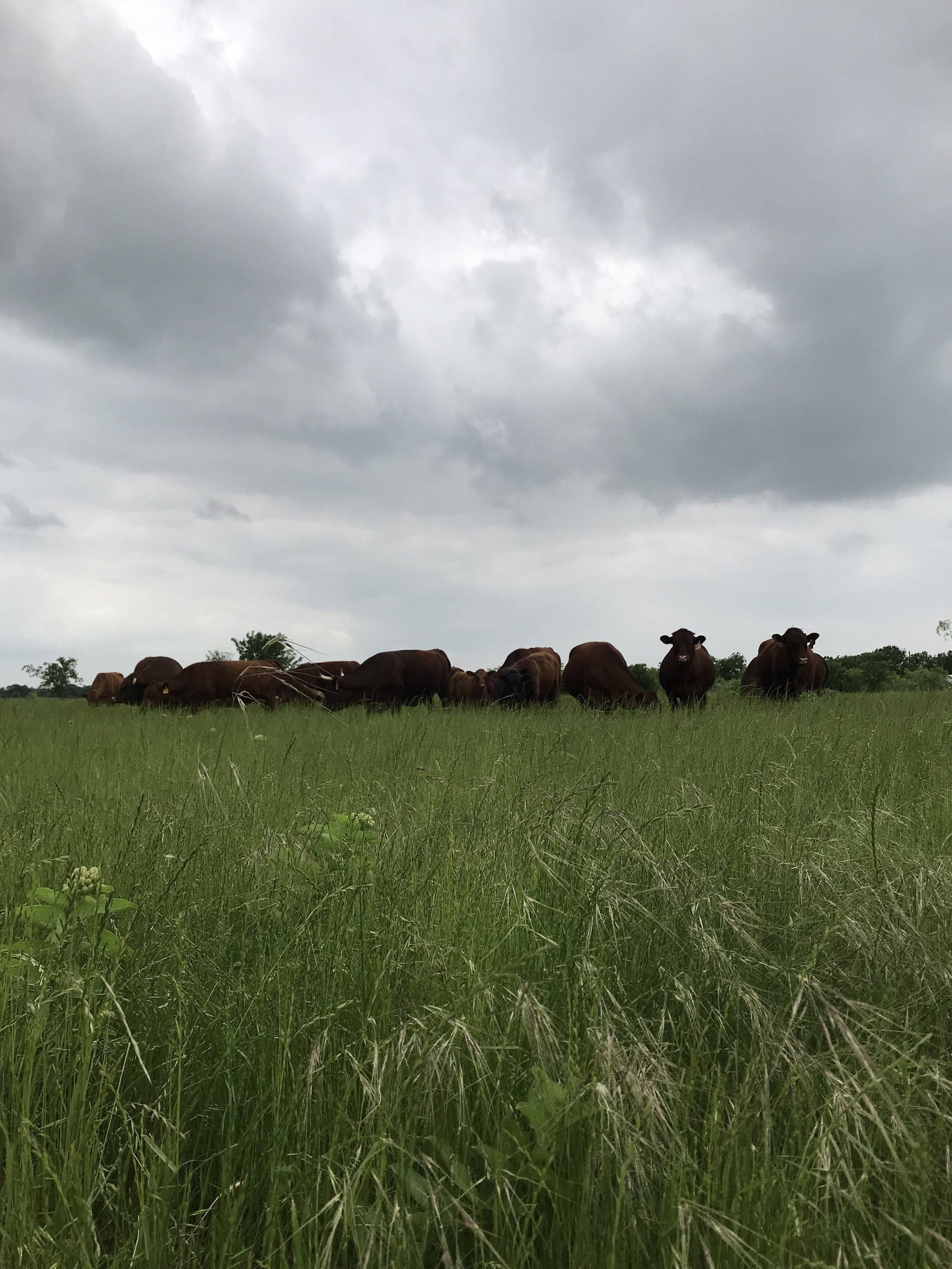 grass fed beef.jpg