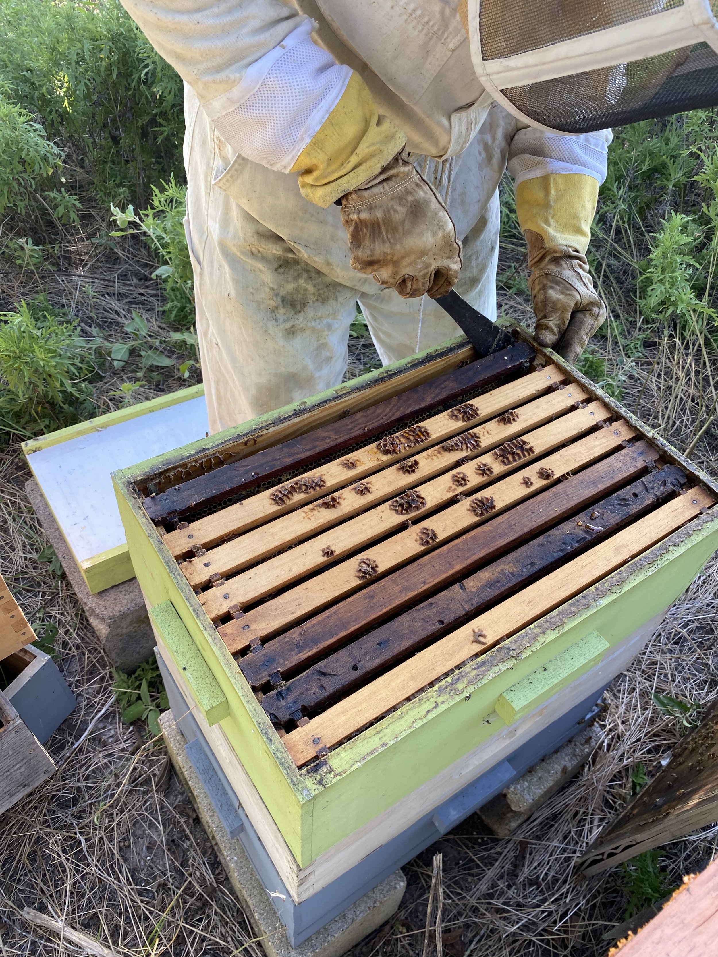 smoking into the hive.jpg