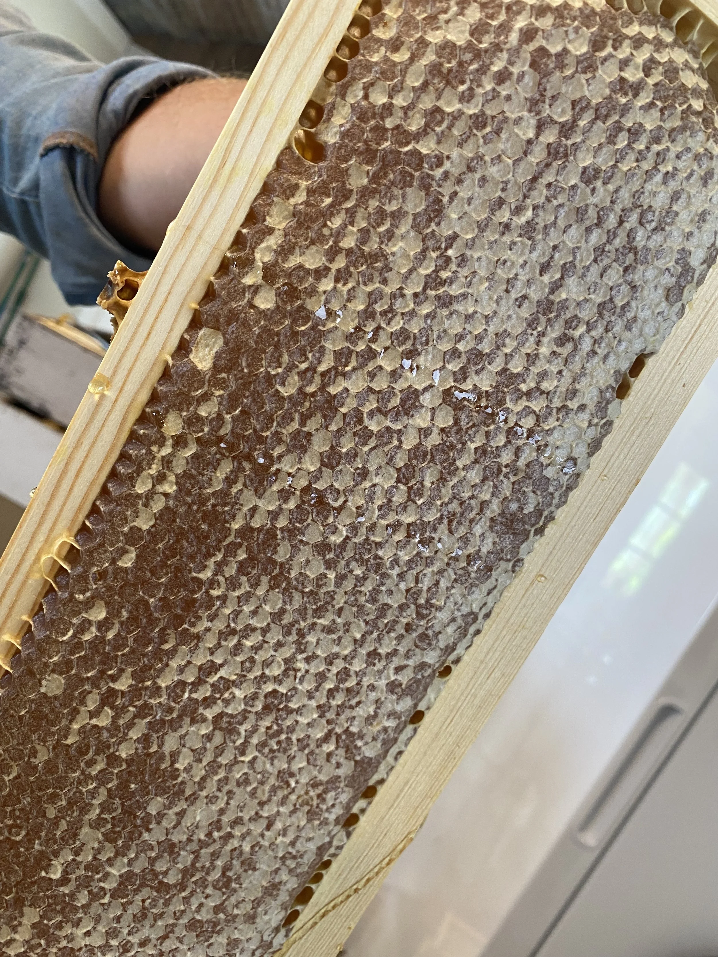 capped honey.jpg