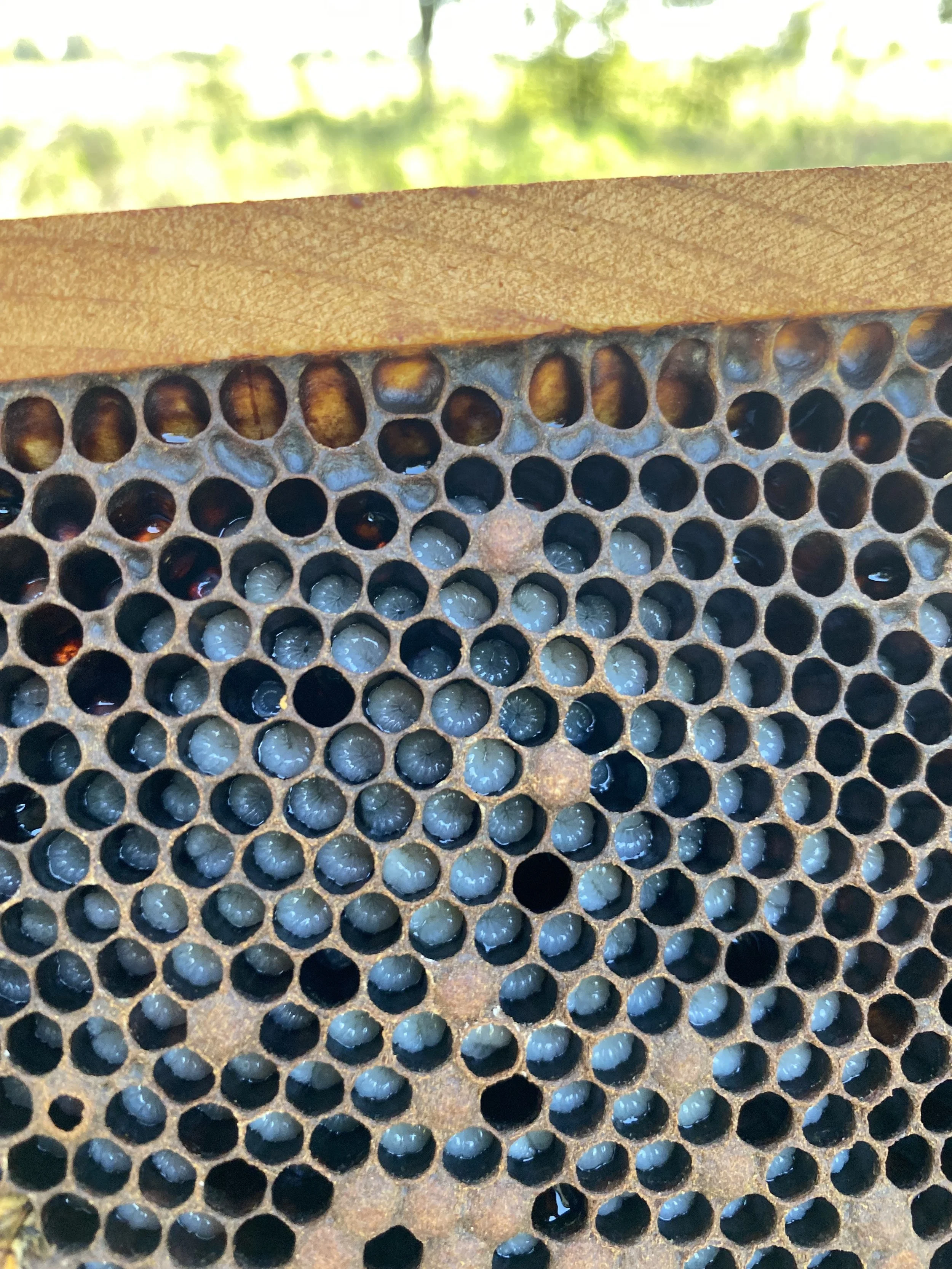 larva.jpg