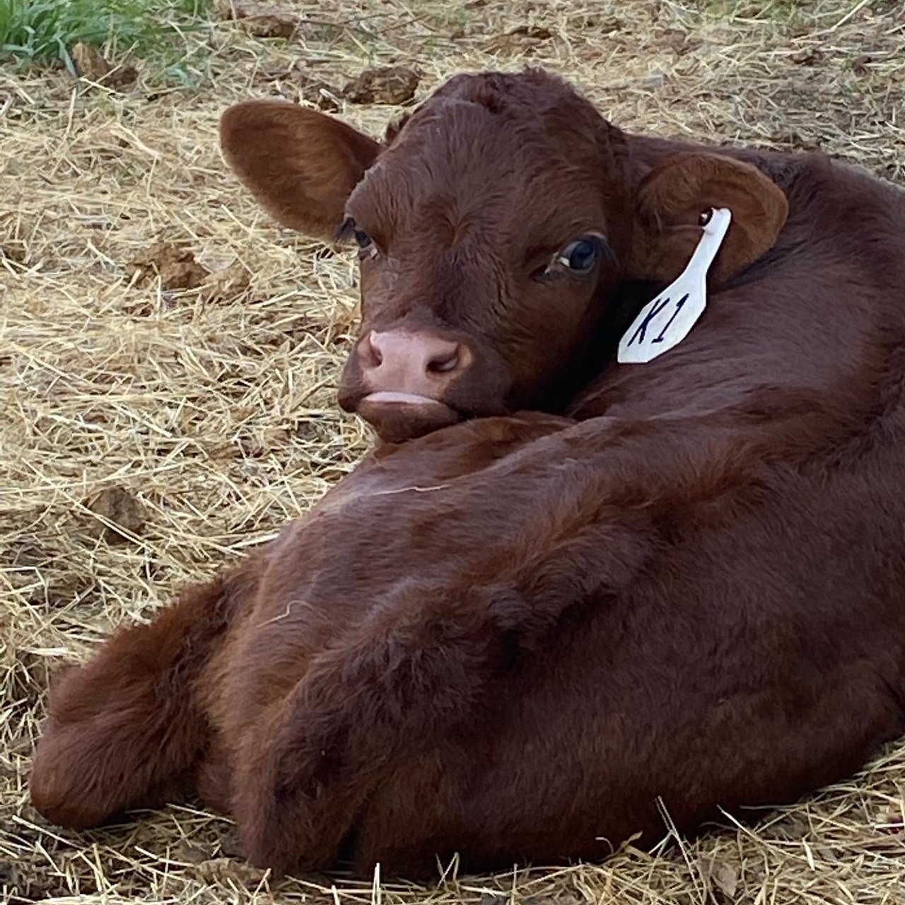 bull calf twin.jpg