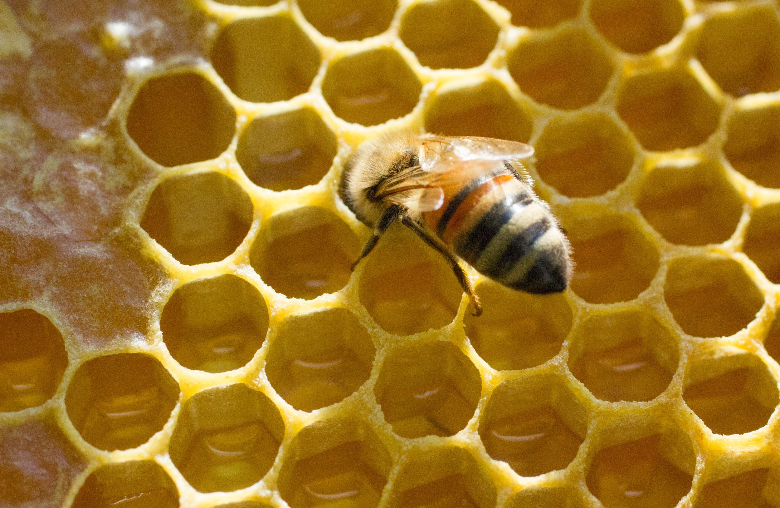 honey bee on fresh comb.jpg