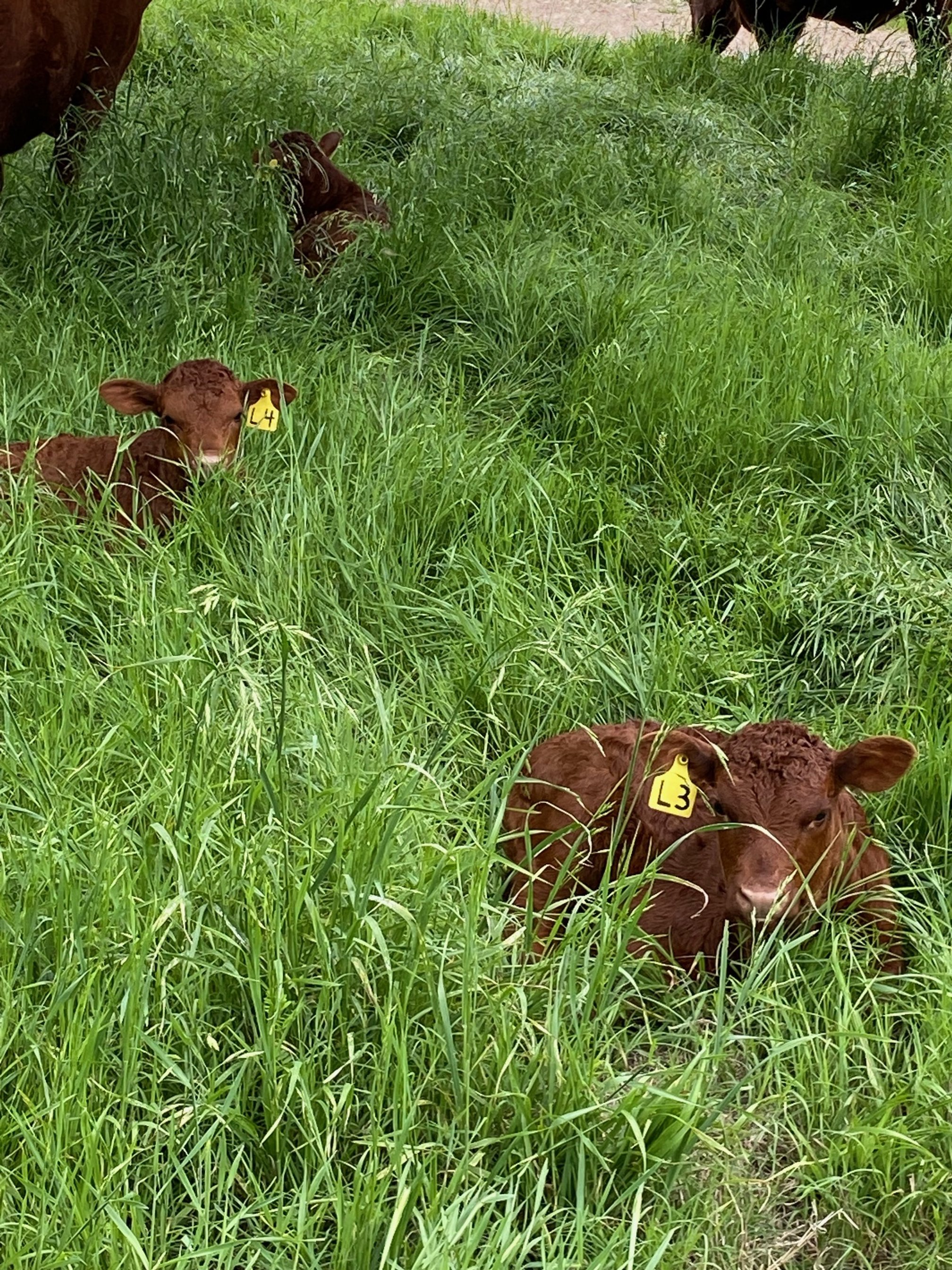 calves in the grass.jpg