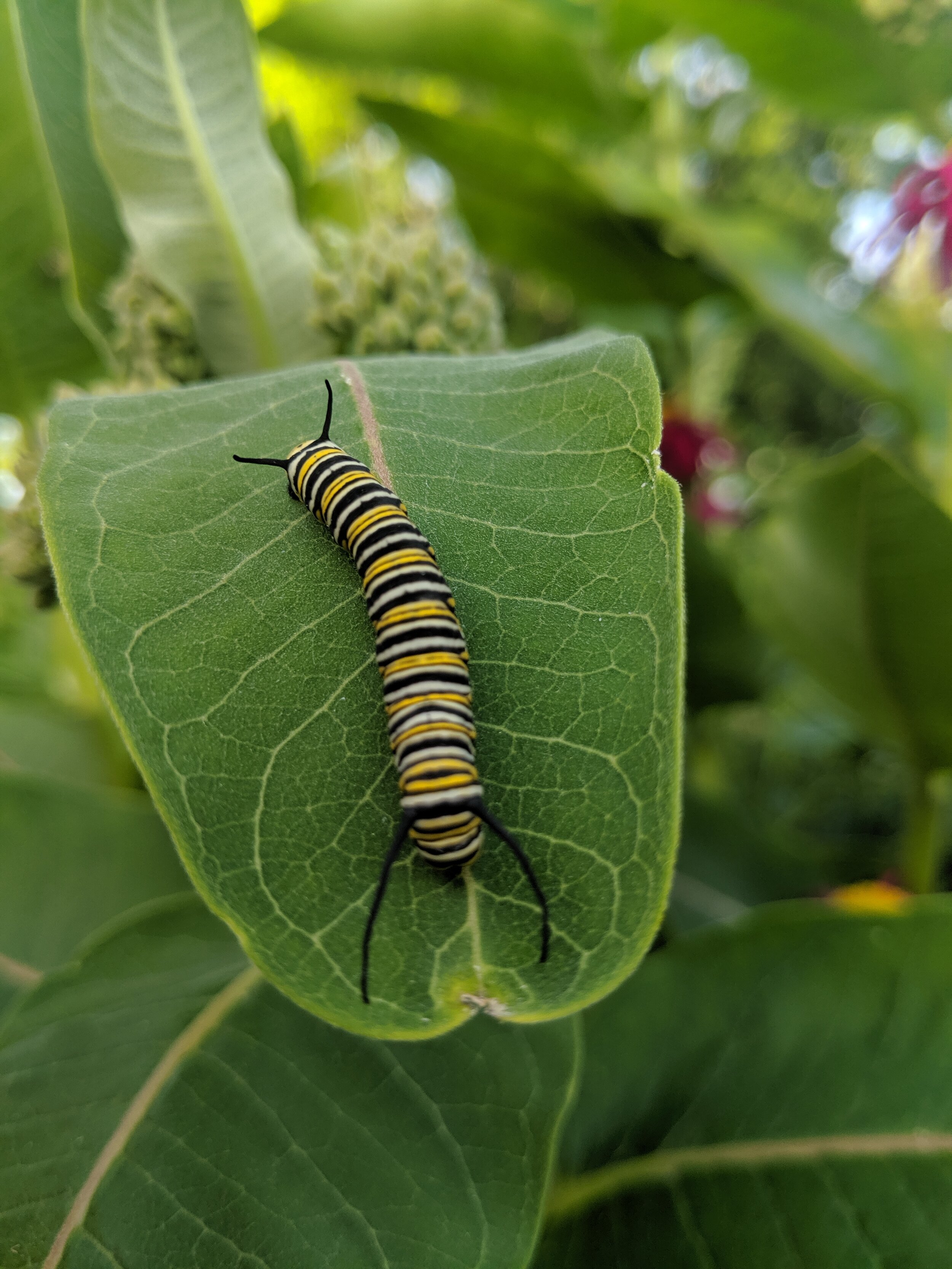 monarcaterpillar.jpg
