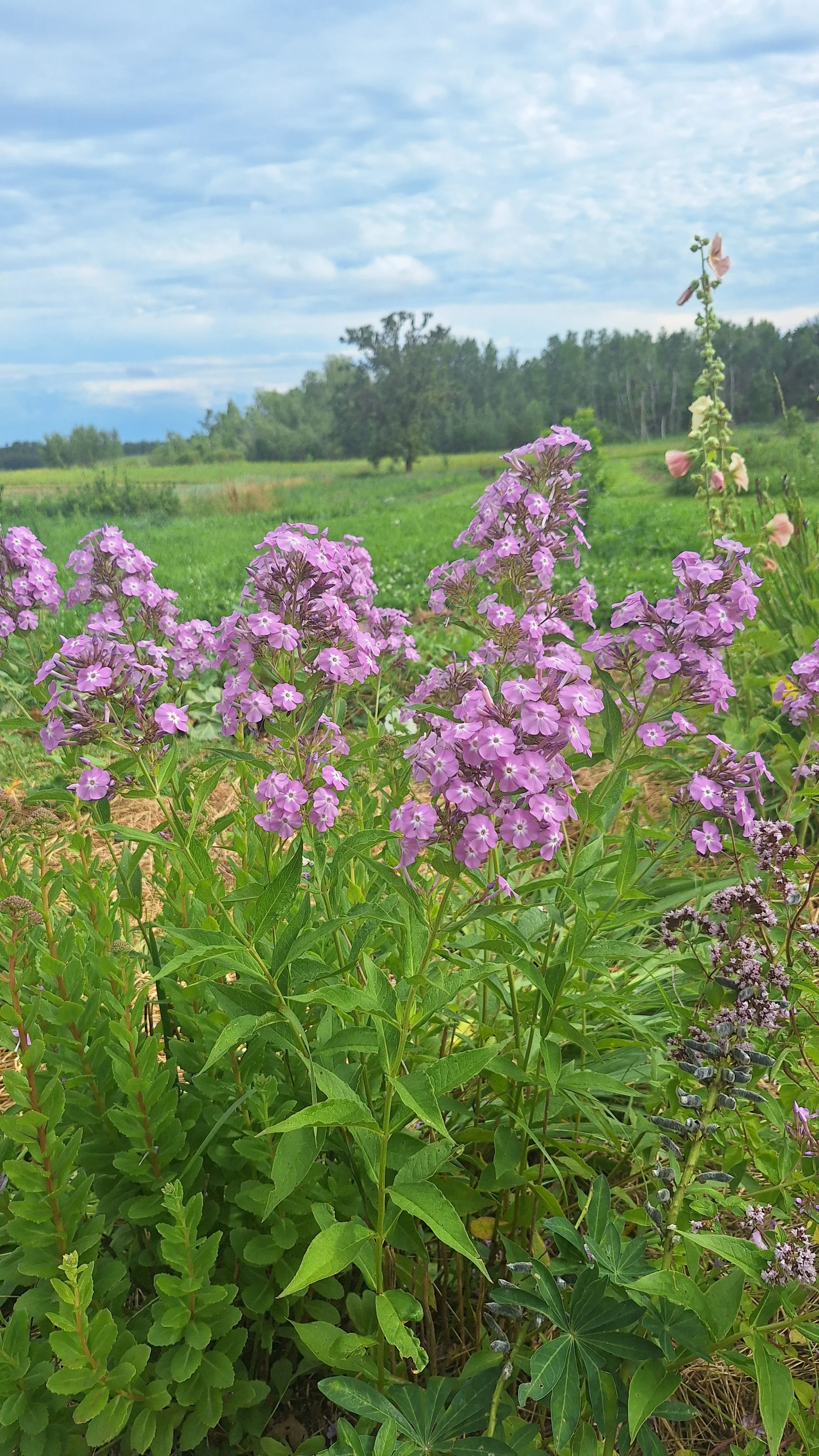 20250722_165119.jpg