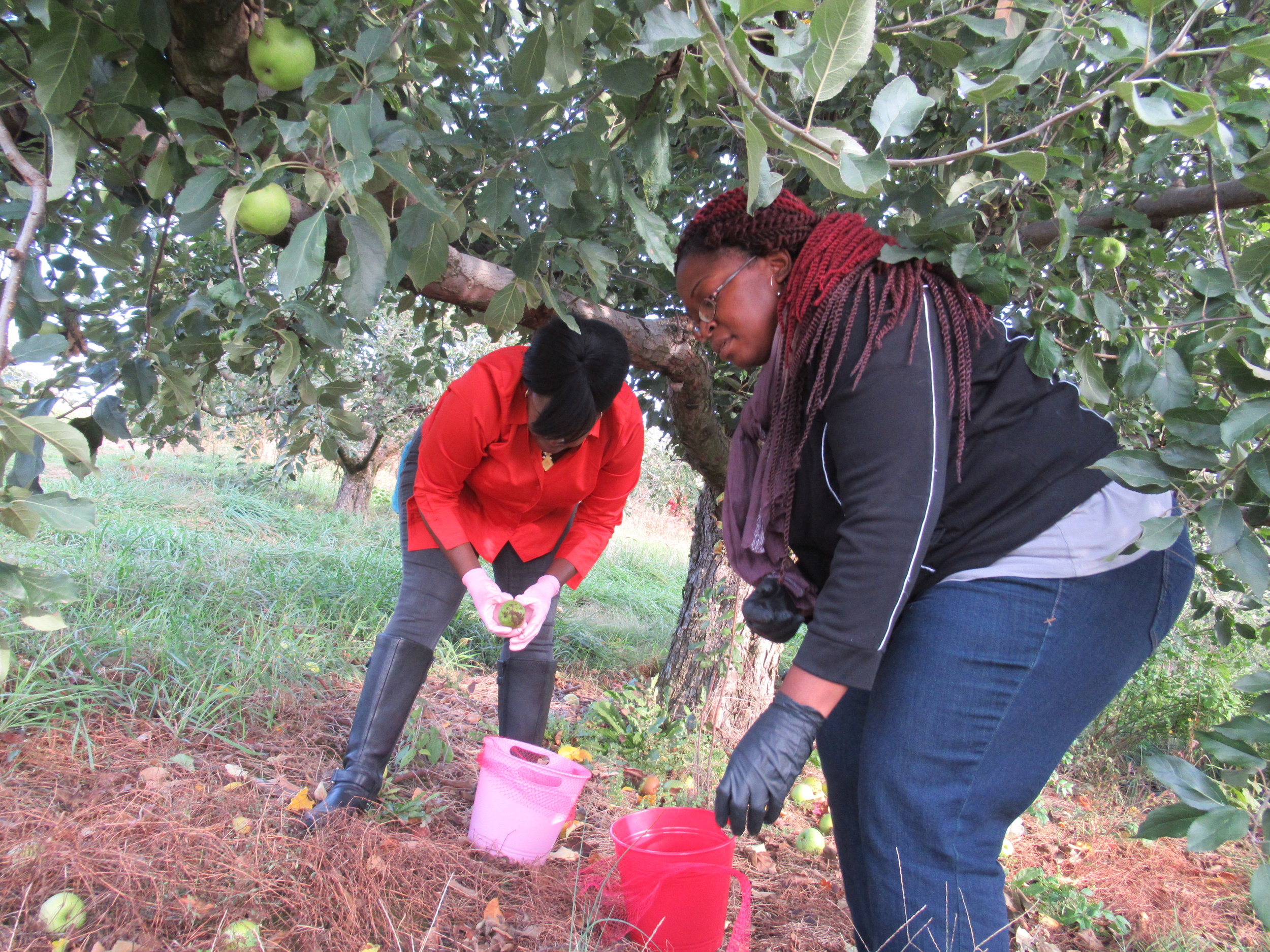 Gleaning Oct. 28 2017 (14).JPG