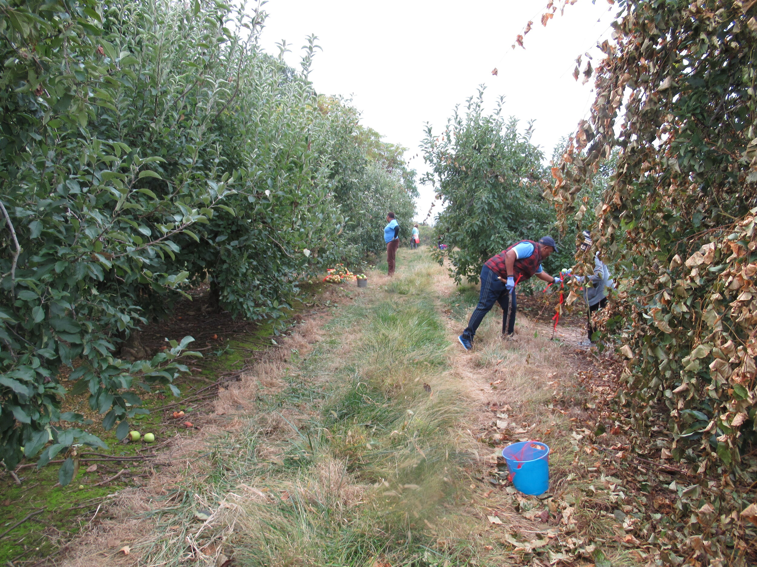 St. Paul UMC Gleaning Oct. 26, 2019 (21).JPG