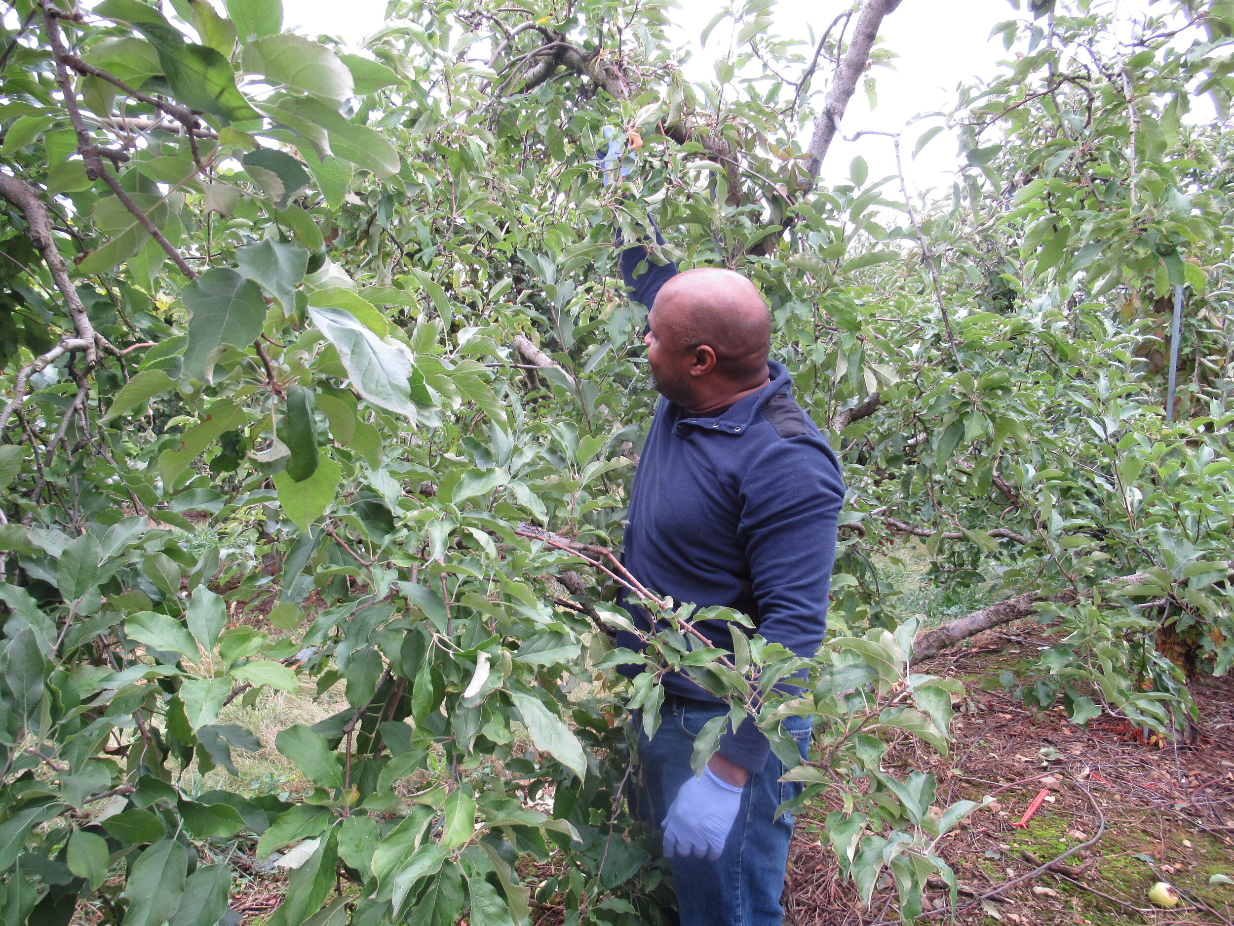 St. Paul UMC Gleaning Oct. 26, 2019 (27).JPG