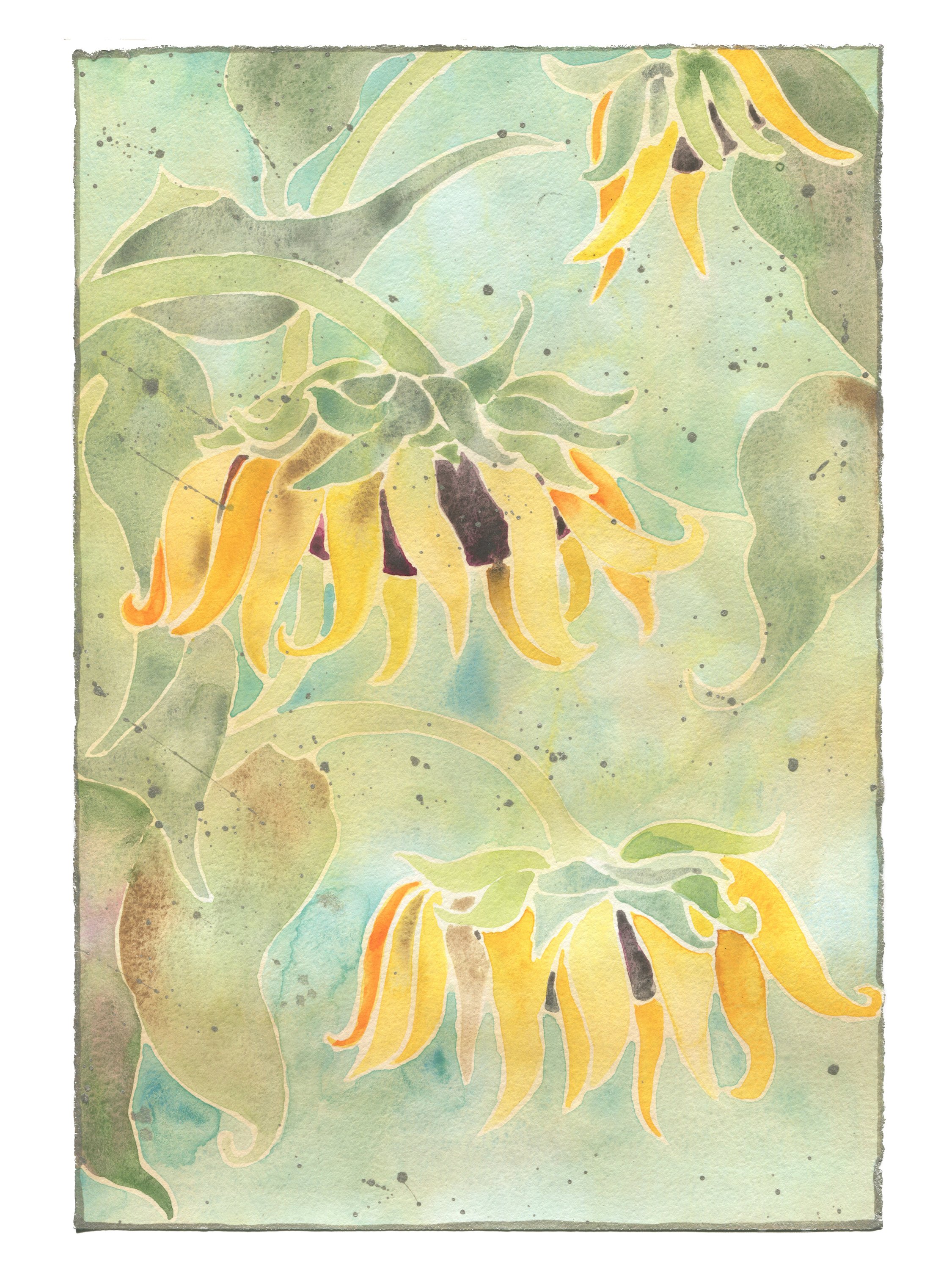 sunflower6.jpg