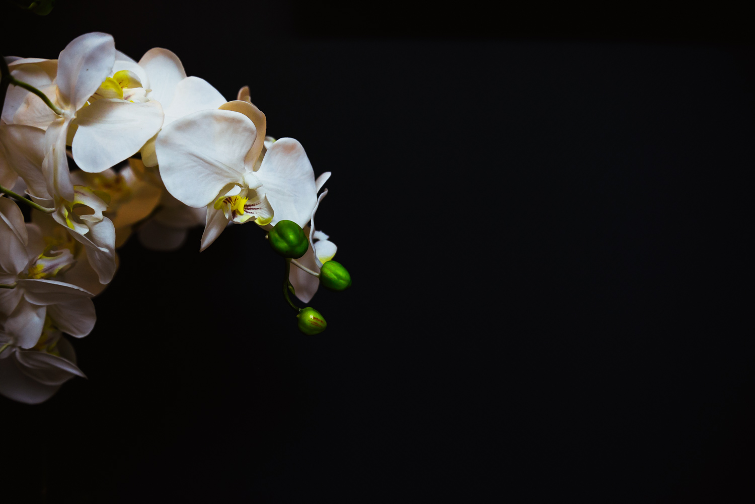 Orchid against black background