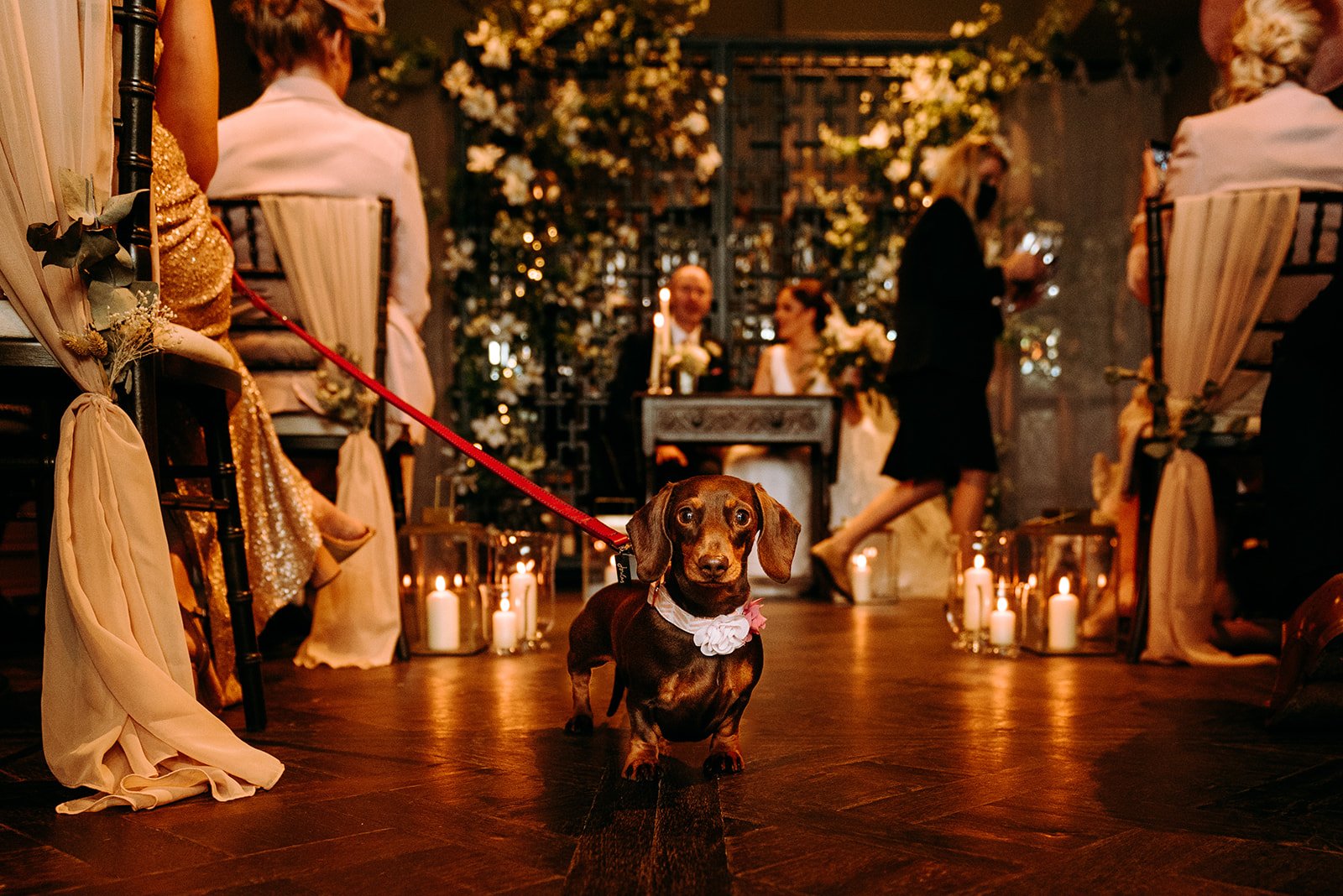 A dog at the ceremony