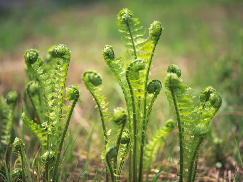 Fiddleheads.jpg