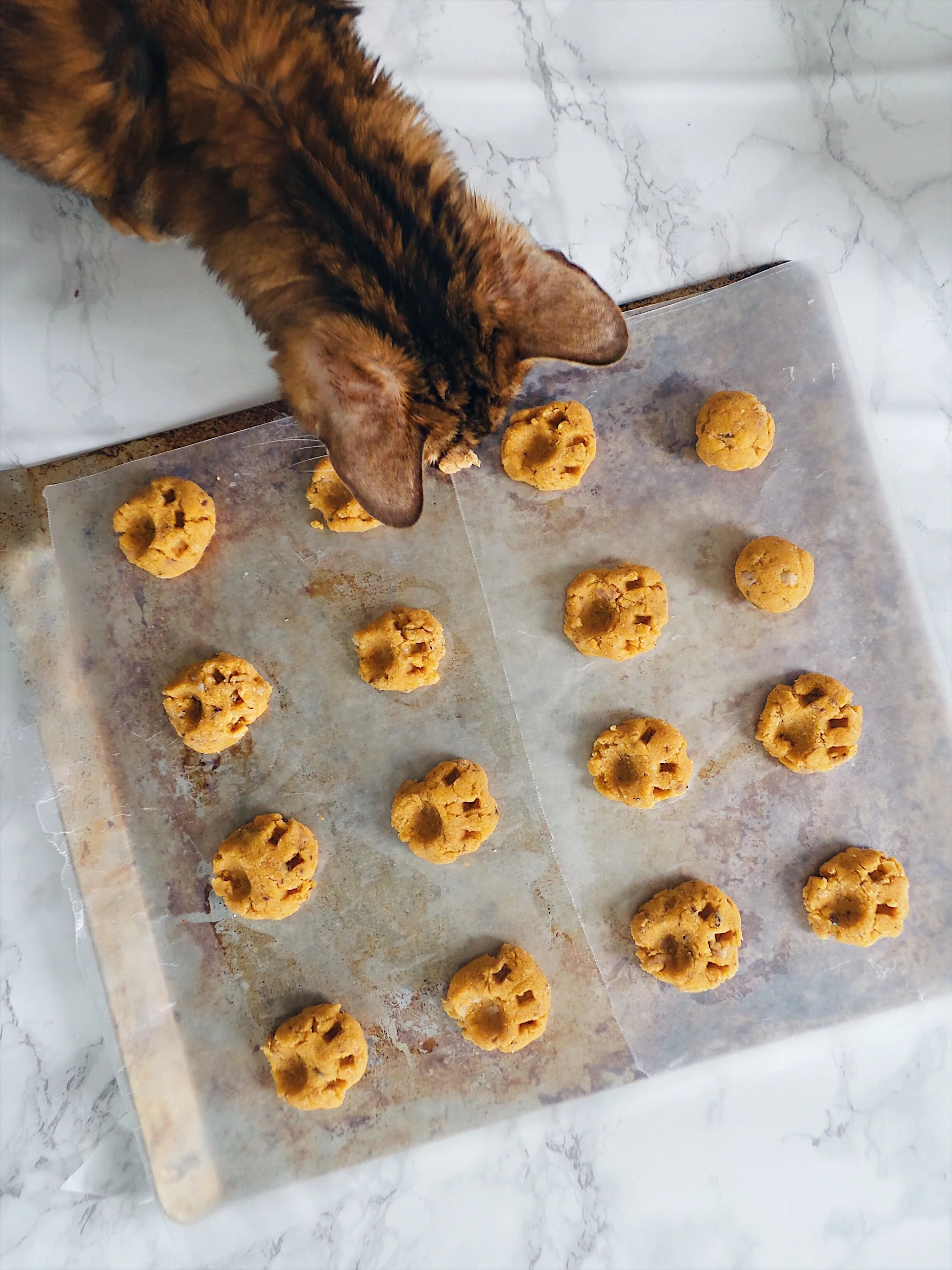 DIY: FOR THE CAT LADY!