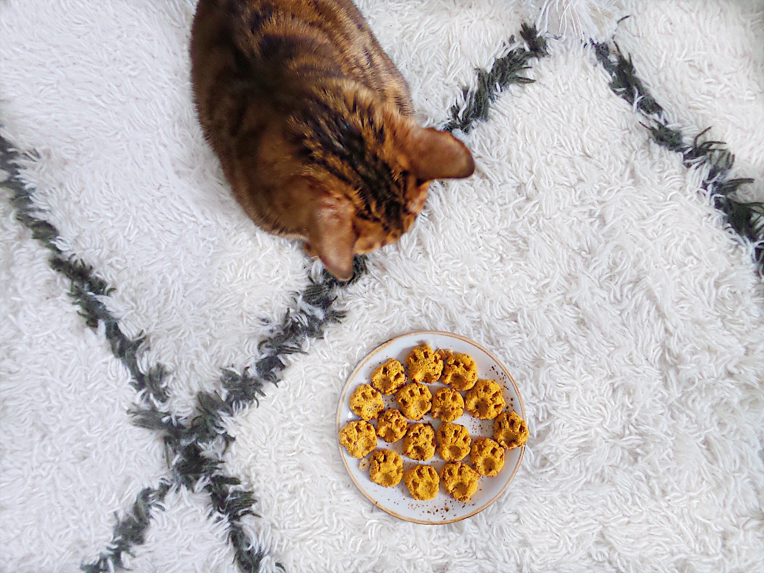 Follow our #fave cat babe on Instagram, @Codiecabral .