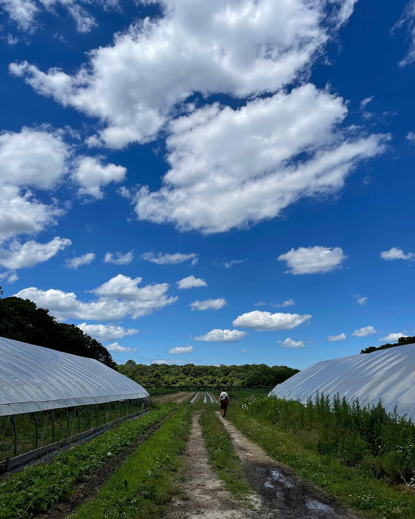 Even for our largest events, we source ingredients from small, local farms that use sustainable practices, like The Hog Farm in Brookhaven, NY.

#marlowevents #knowyourfarmers