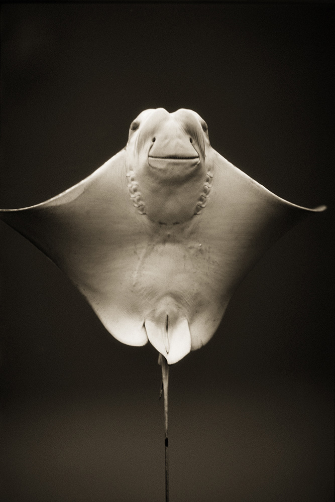 ANIMALIA_Cownose_ray.jpg