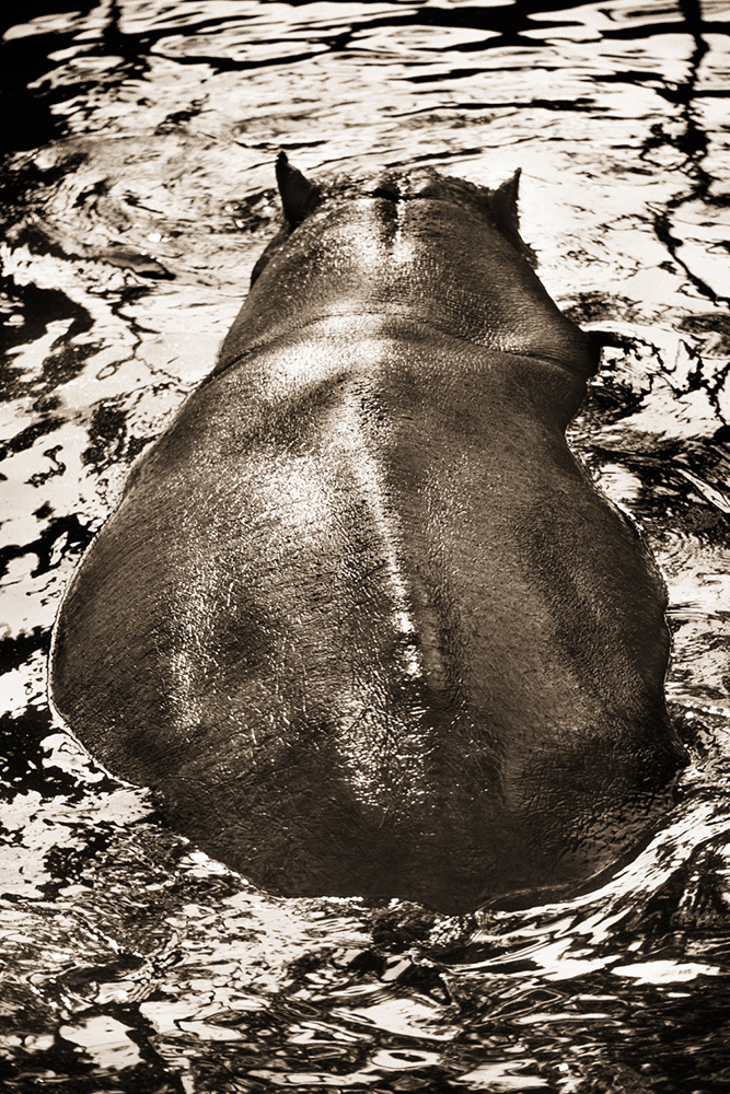 ANIMALIA_Hippopotamus.jpg