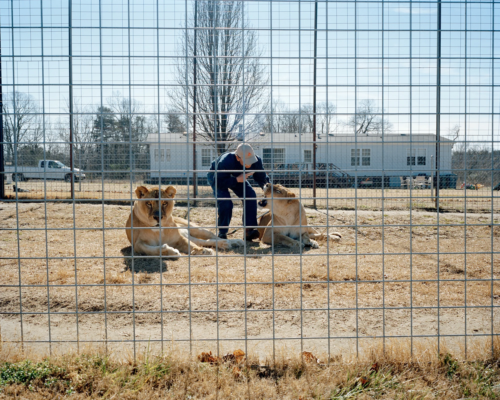 lionsPRINT.jpg