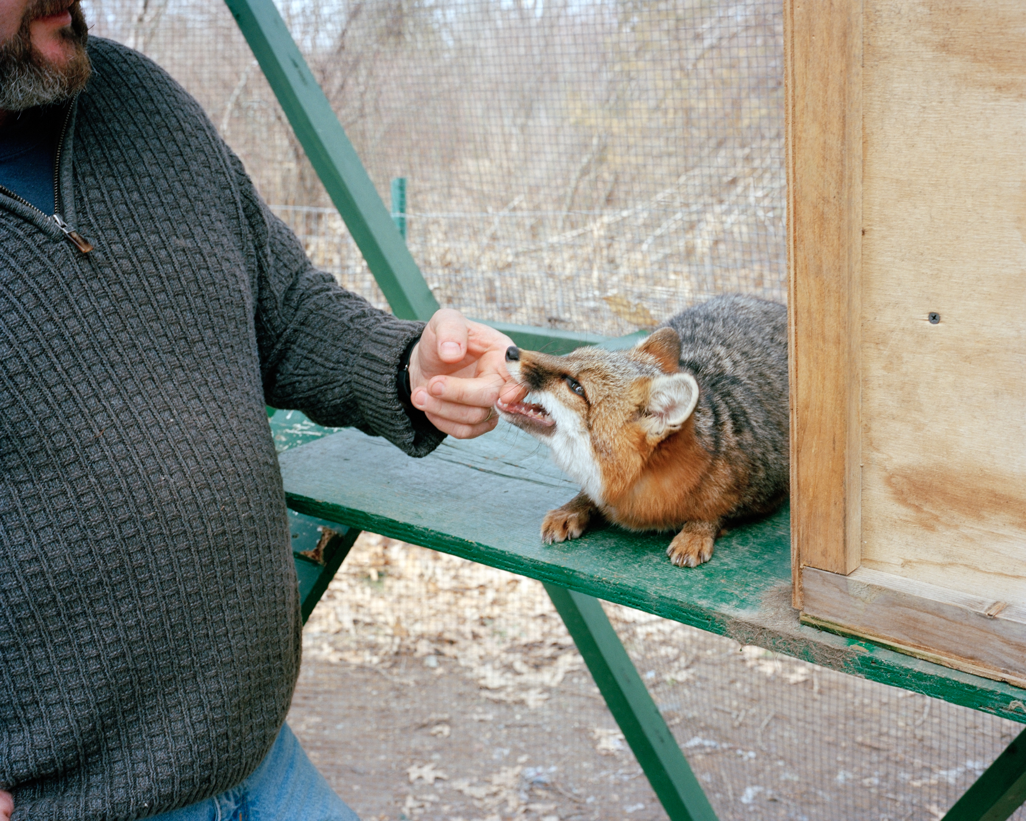 foxPRINT.jpg